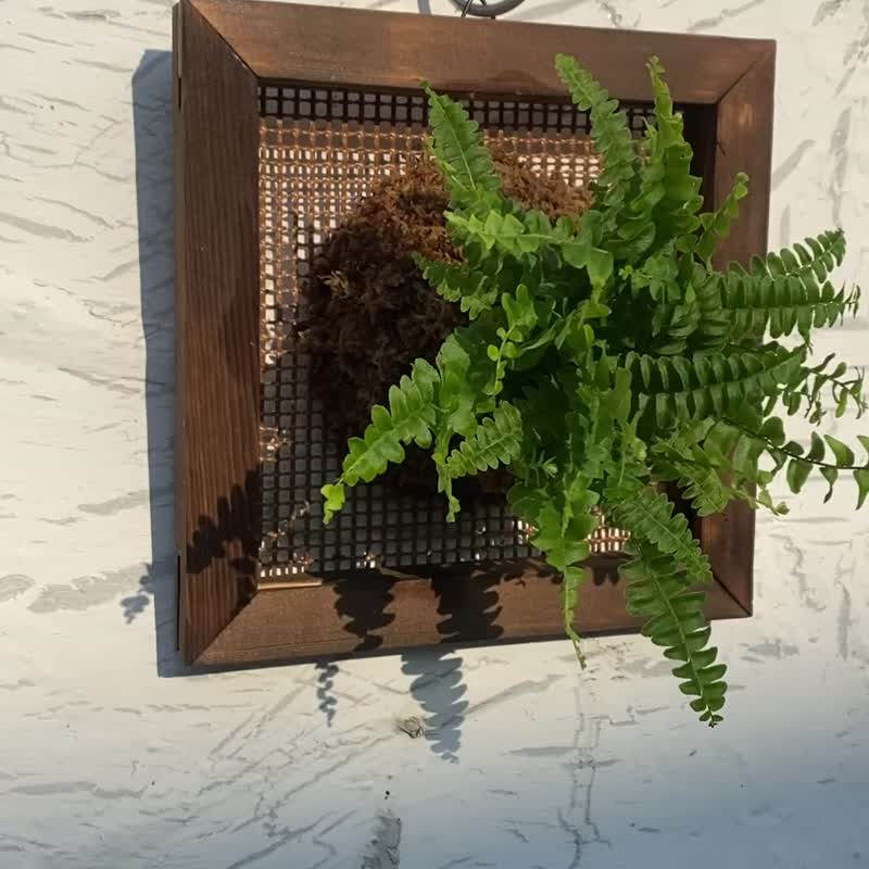 [Kidney Fern Picture Frame] Textured Carbonized Frame/Indoor Plant/Indoor Plant - Plants - Plants & Flowers Green