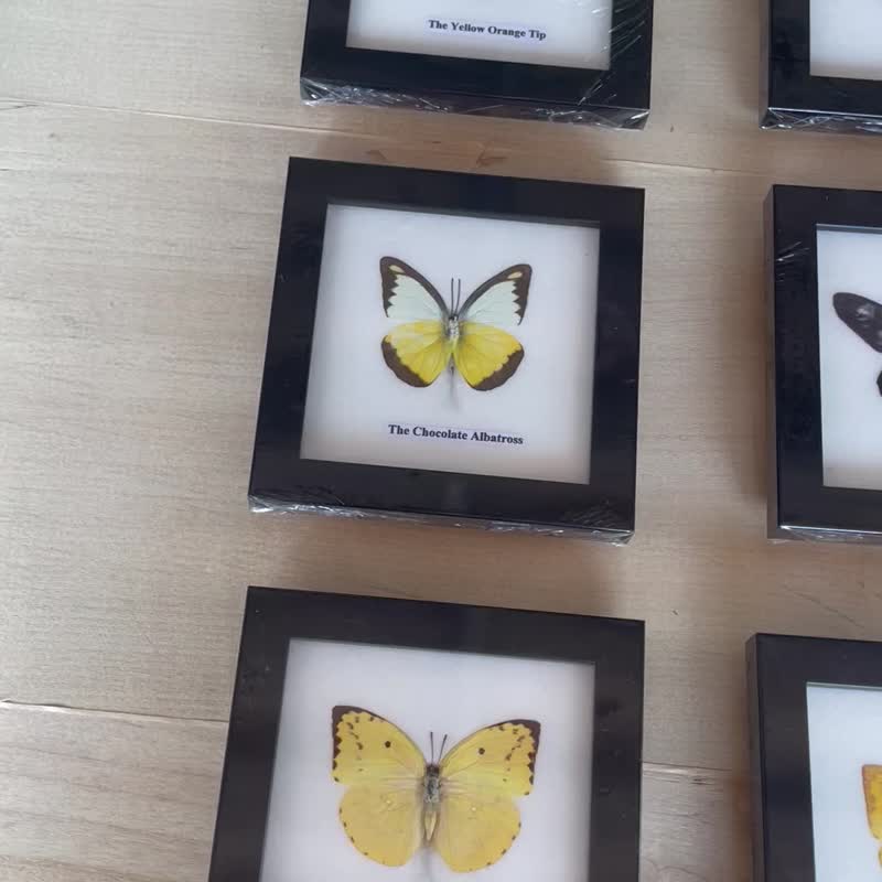 Set Mix 9 Real Beautiful Butterfly In Frame Display Insect Taxidermy Home Decor - 擺飾/家飾品 - 木頭 