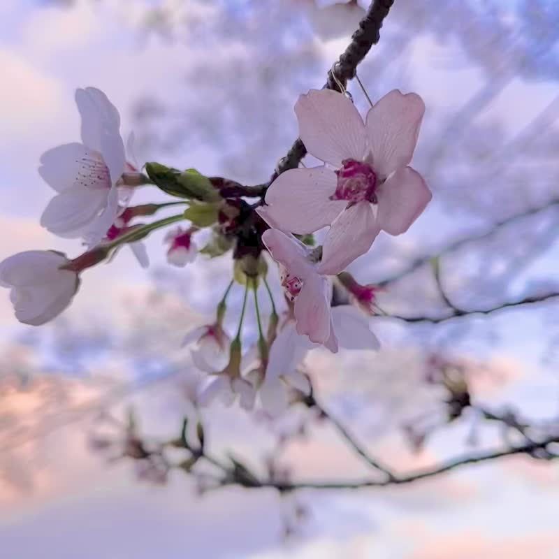 Sakura,Cherry Clip-On, Dried flower Earrings,No.186 - Earrings & Clip-ons - Plants & Flowers Pink