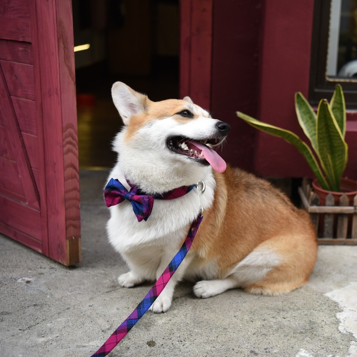 Corgi tartan dog leash