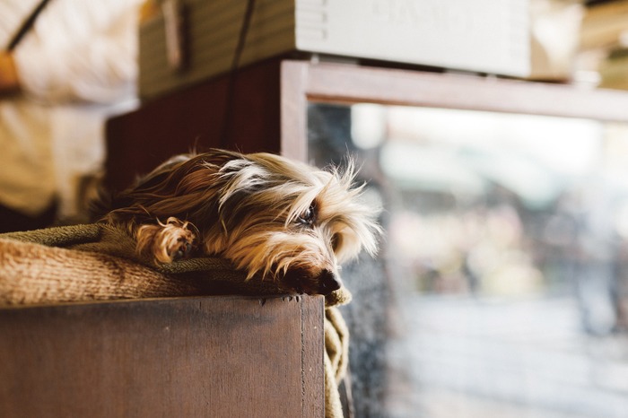 Photo of dog looking out the window from Hideaki Hamada's photography collection "One Day—Life With A Dog Photograph"