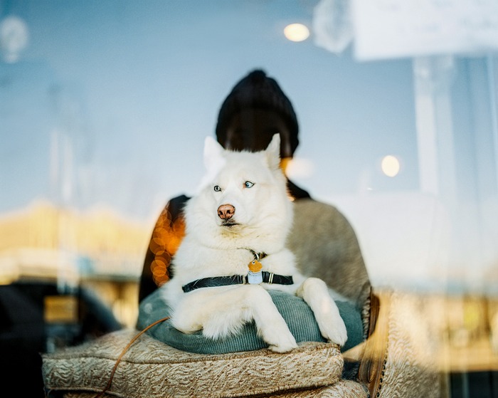 Photo of dog looking out the window from Hideaki Hamada's photography collection "One Day—Life With A Dog Photograph"