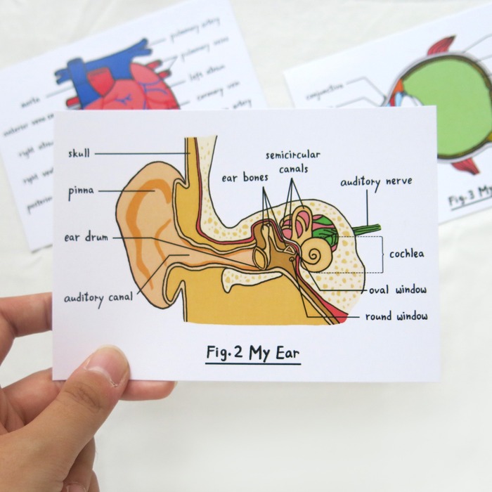 耳の解剖図ポストカード