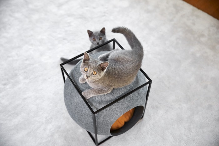 パリ発 猫のためのスタイリッシュなデザイン家具 マガジン Pinkoi