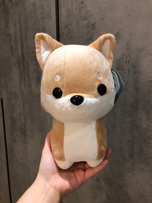 bellzi shiba