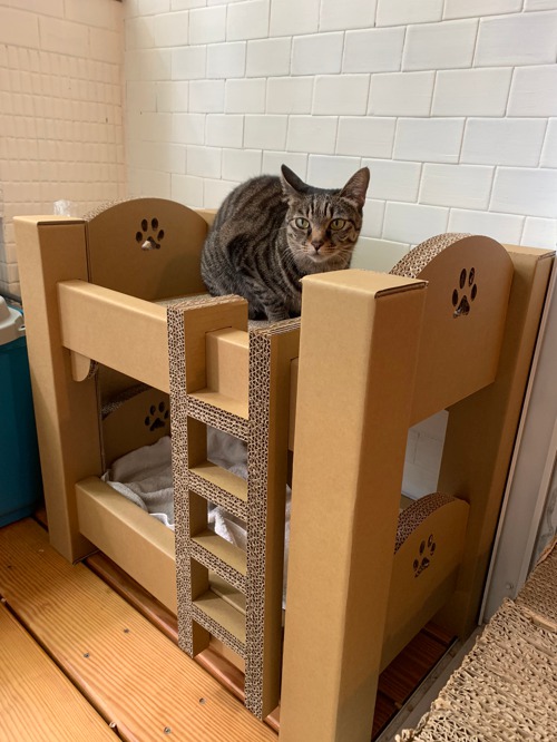 Cats Bunk Bed Cat House Pet Storage, Pet Bunk Beds Uk