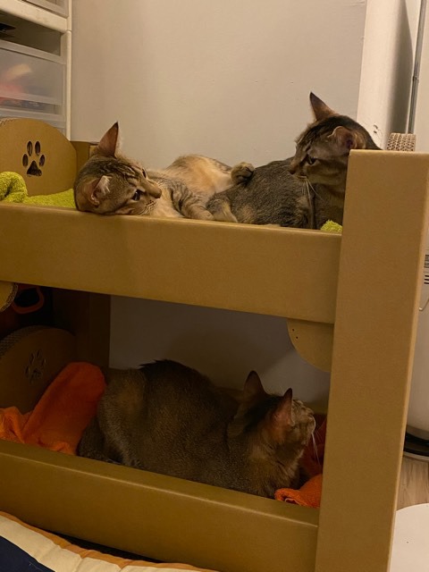 Cats Bunk Bed Cat House Pet Storage, Pet Cat Bunk Beds Ikea
