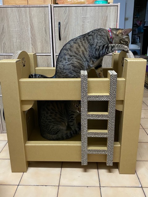 Cats Bunk Bed Cat House Pet Storage, Pet Cat Bunk Beds