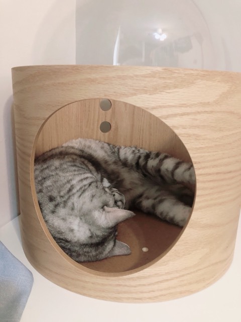 Eu Amo Gatos - (📸 @gatilemcasa) Aqui contabilizei, uma cama queem