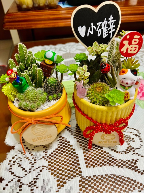 職人鉢 多肉植物 サボテンにも 楽天市場】サボテン（柱サボテン：1本立ち） 黒色 モスポット