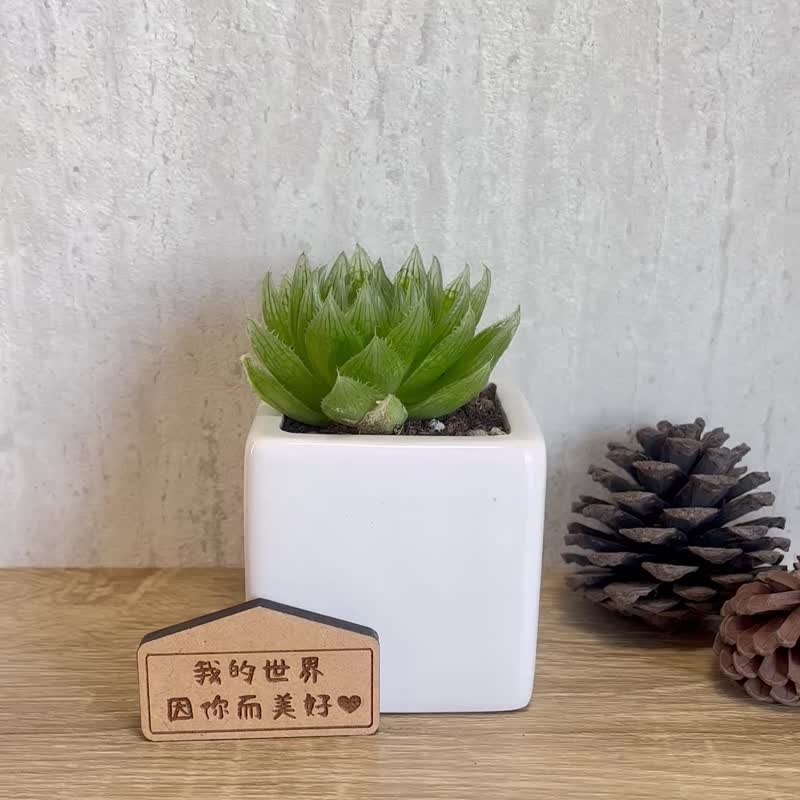 櫻水晶-多肉植物簡約白瓷盆栽(附磁鐵字牌) 客製化禮物 - 盆栽/植栽 - 木頭 綠色