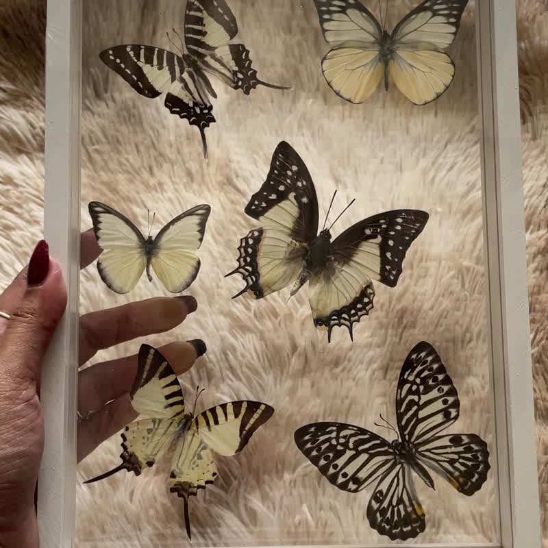 Mix Real Exotic Beautiful Butterfly Taxidermy Insect Display Double Acrylic Glas - Items for Display - Acrylic 