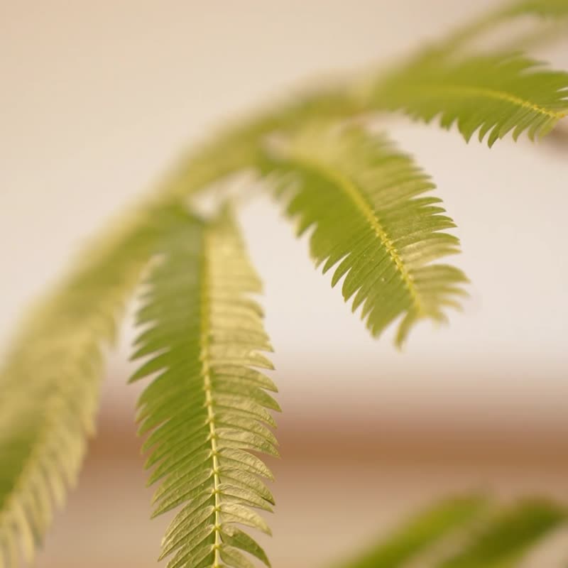 真兩件可拆式套裝 - 女大衣/外套 - 棉．麻 咖啡色