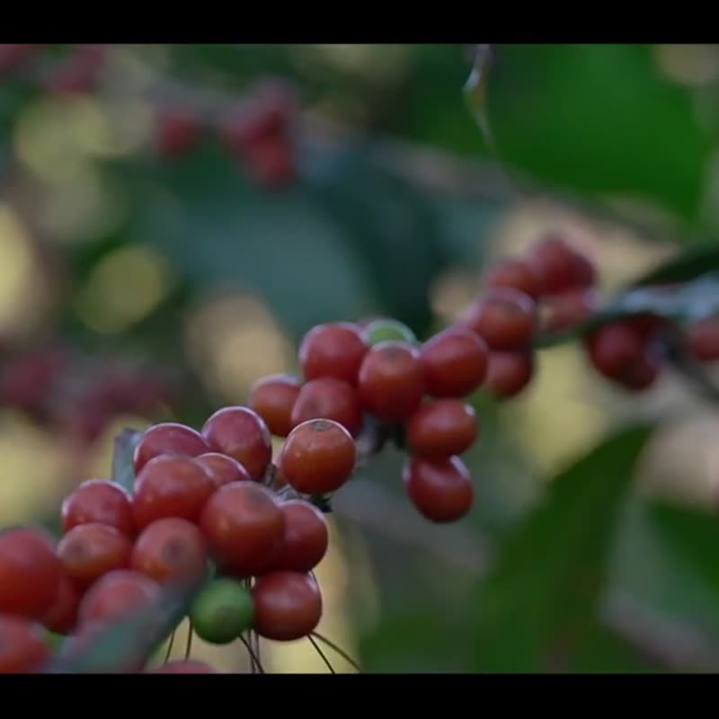 Thai Traditional กาแฟไทยคั่วเข้ม หอมละมุน - กาแฟ - วัสดุอื่นๆ 