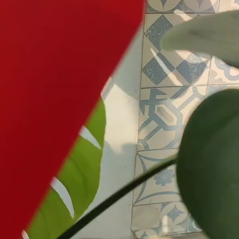 財蛇到蛇麼攏賀獨家設計燙金6入紅包袋 - 紅包袋/春聯 - 紙 紅色