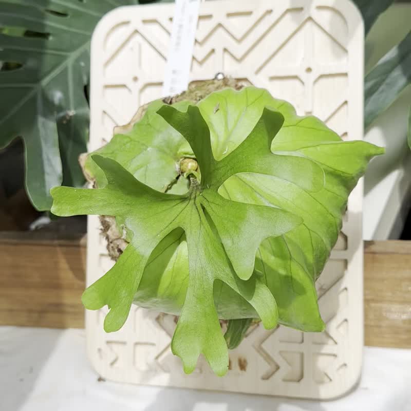 Retro flower window style staghorn fern upper board - Yahou/one second to embellish the coffee shop style - Plants - Wood 