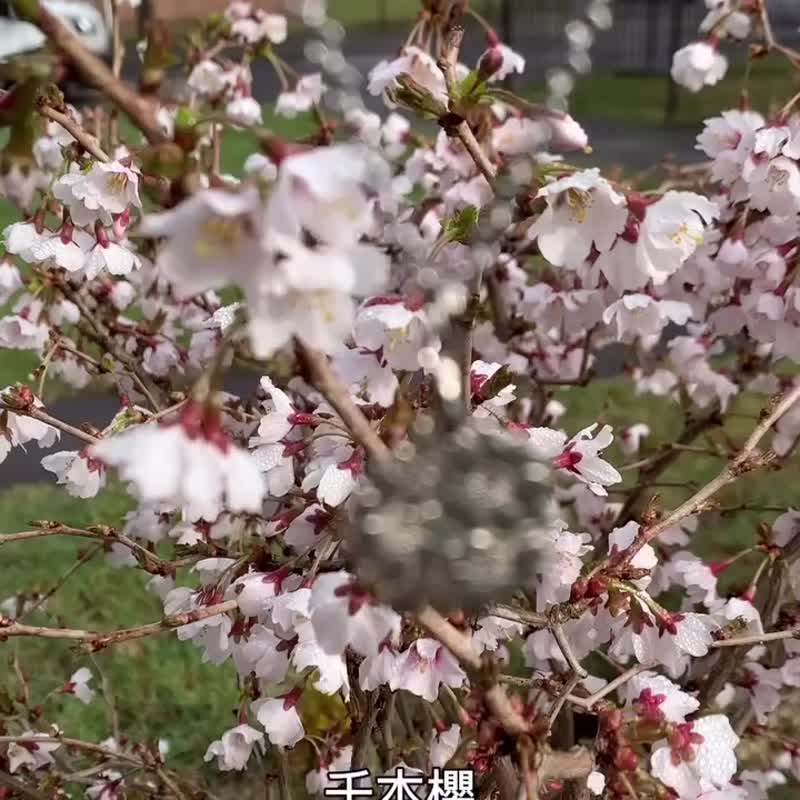 日本櫻花100円鍊咀 - 項鍊 - 其他金屬 