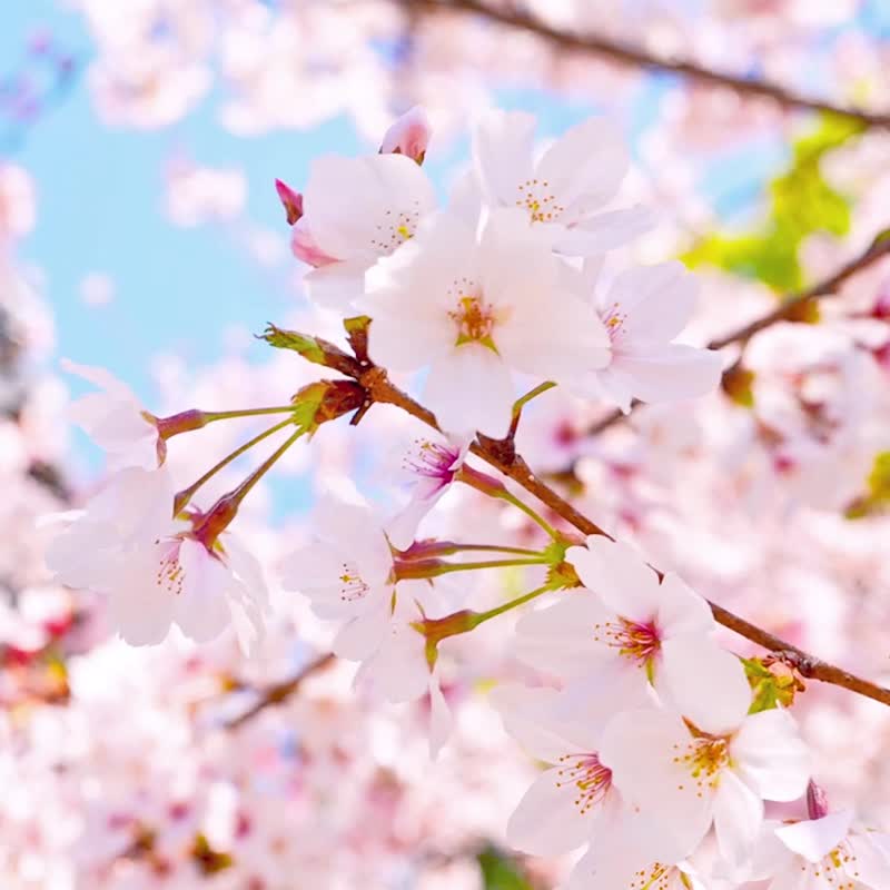 Japanese Sakura Mochi Candies -Cherry blossom Rice Cakes- Japanese Spring 300g - Honey & Brown Sugar - Other Materials Pink