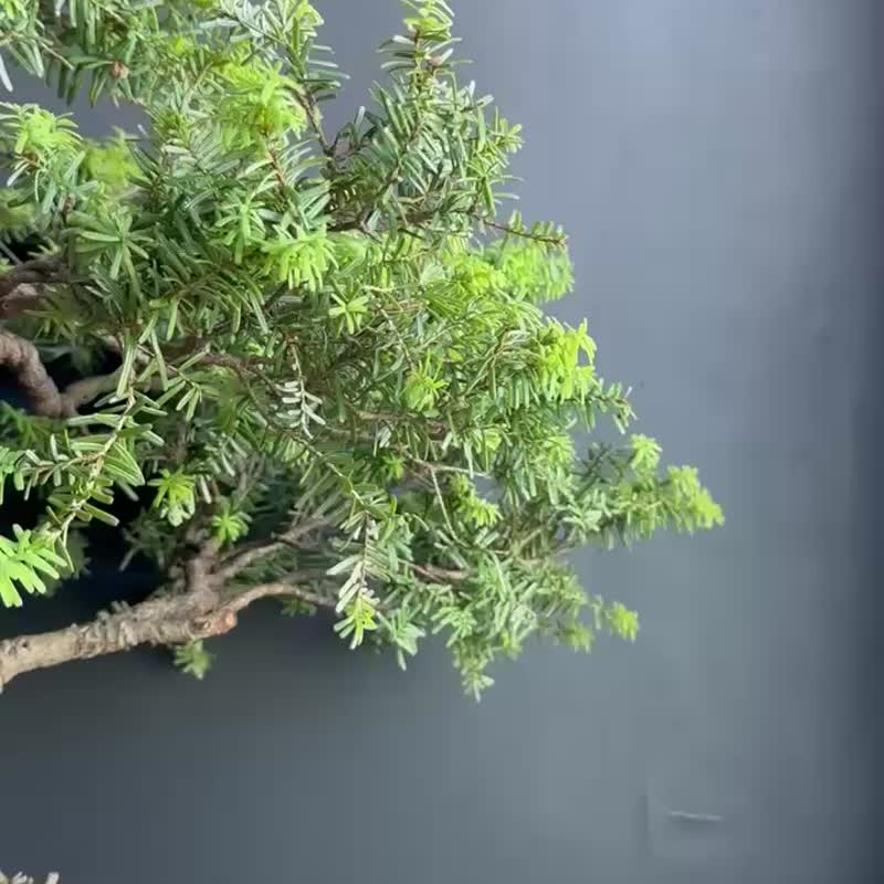日本 一位 植物 盆景 盆栽 bonsai 楓葉 塊根 多肉植物 送禮 - 盆栽/植栽 - 植物．花 綠色