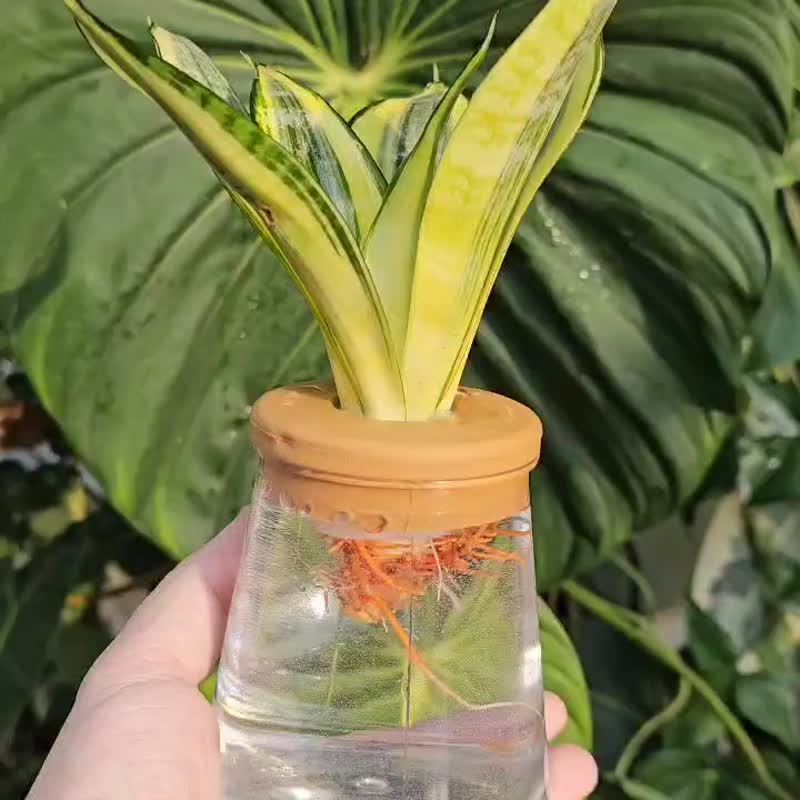 哈尼虎尾蘭 三角水耕盆栽 室內植物 觀葉植物 禮物 水培 - 盆栽/植栽 - 植物．花 透明