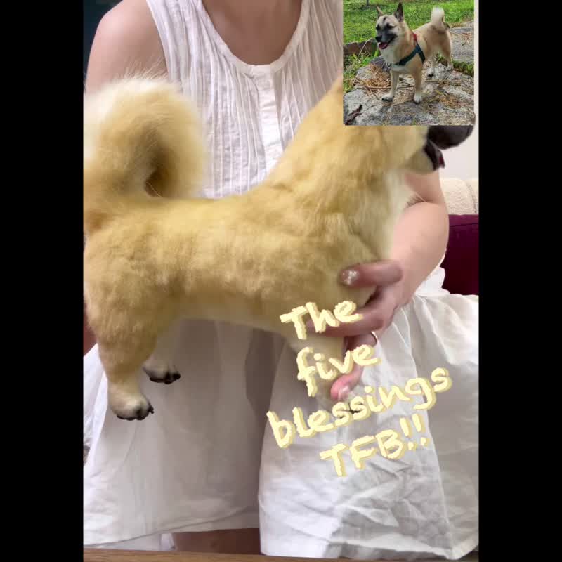 Korean dog, realistic plush toy - 公仔/玩偶 - 其他材質 金色