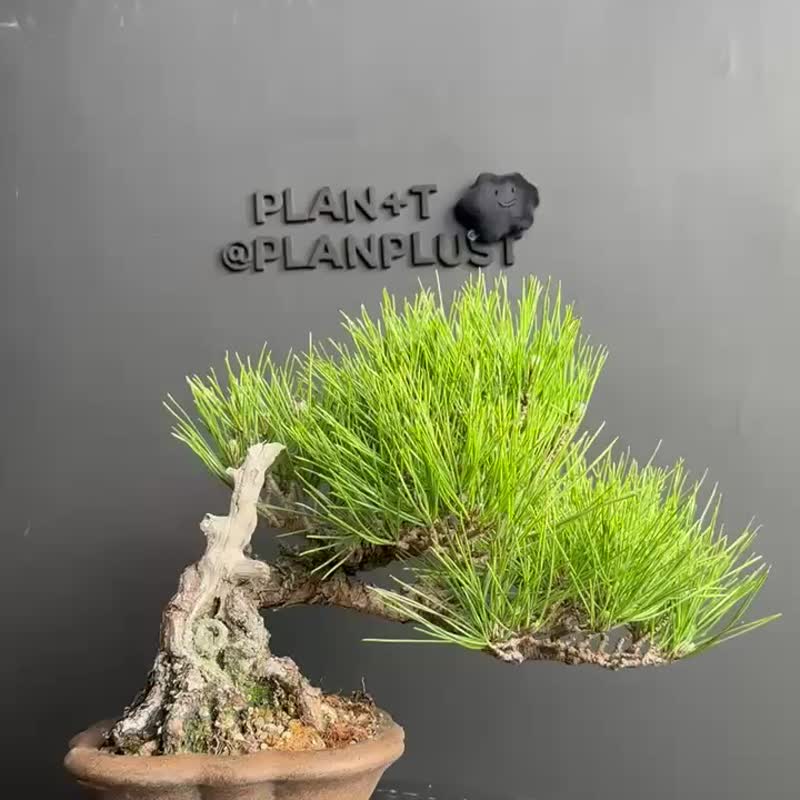 日本 黑松植物 盆景 盆栽 bonsai 楓葉 塊根 多肉植物 送禮 - 盆栽/植栽 - 植物．花 綠色