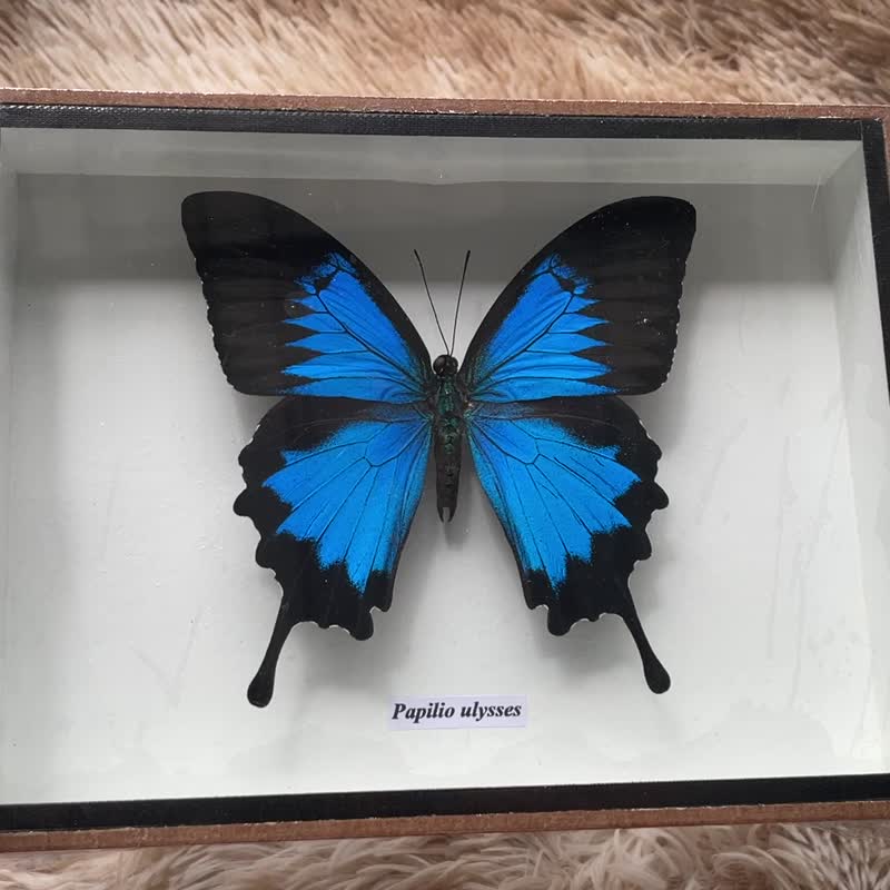 Papilio Ulysses beautiful real butterfly Taxidermy Insect handmade Box frame - 裝飾/擺設  - 木頭 咖啡色