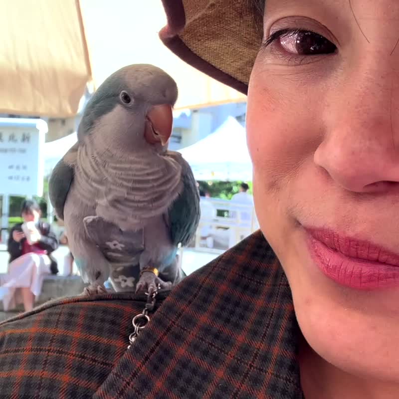 牡丹鸚鵡 愛情鳥 Lovebirds 鳥 夾式耳環 低敏鋼針 生日禮物 - 耳環/耳夾/耳骨夾 - 琺瑯 多色