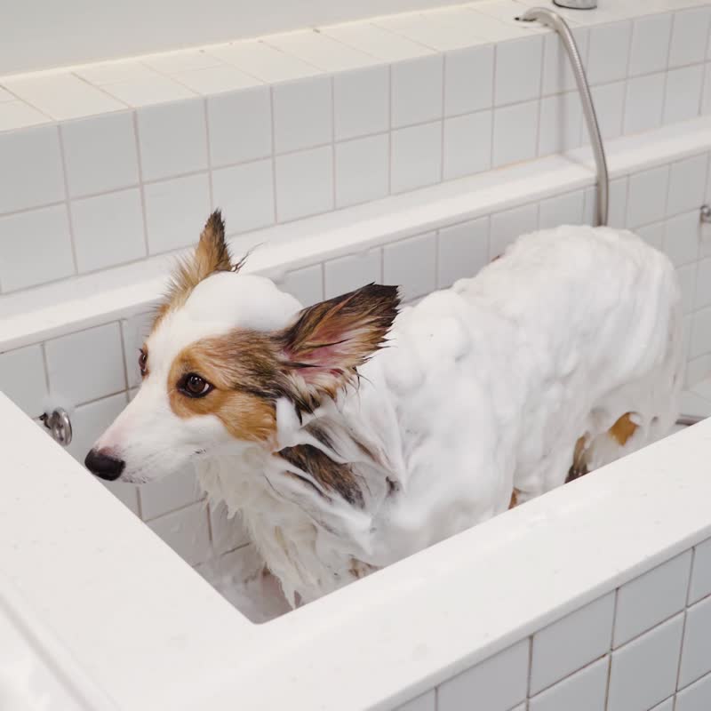 A must-have for summer! Auburn Pet Bath Electric Foaming Machine CT-11 / Rapid foaming, deep cleaning - Cleaning & Grooming - Waterproof Material White