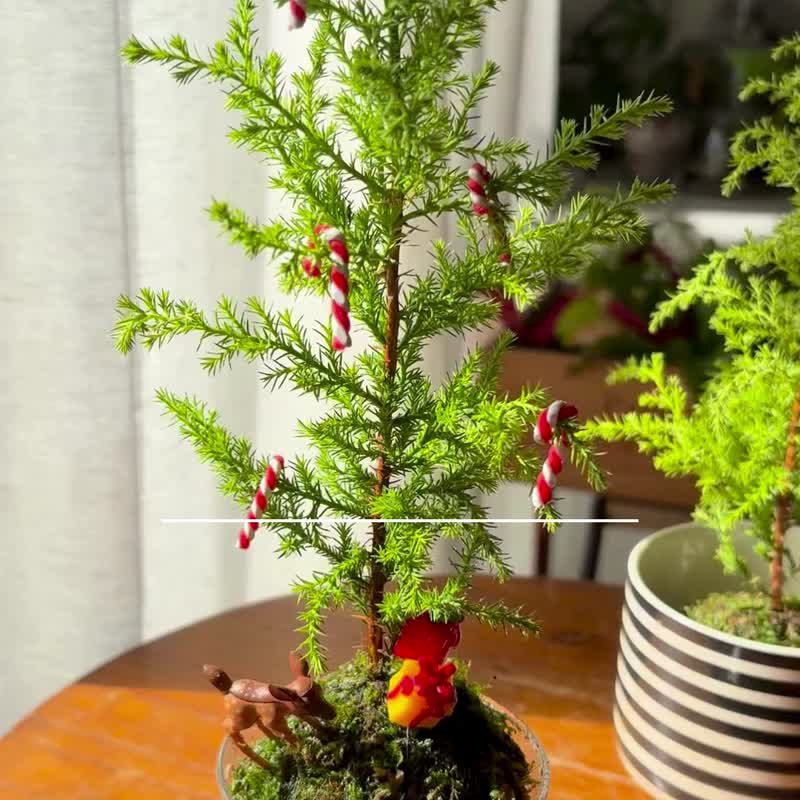 Online course material package_Wild Christmas tree moss ball - Plants & Floral Arrangement - Plants & Flowers 