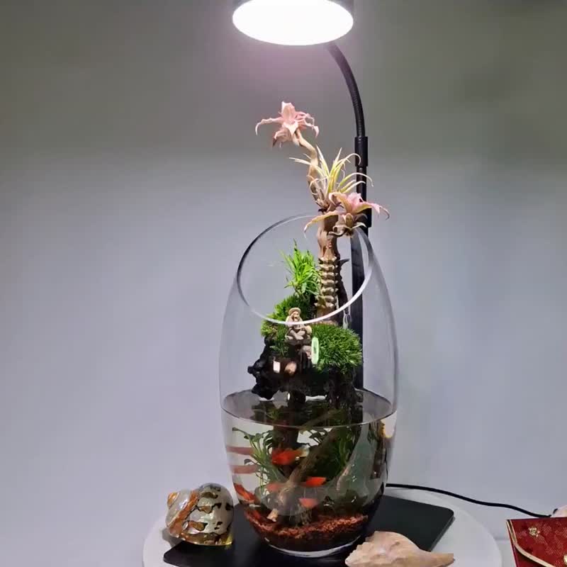 水陸生態缸 - 植栽/盆栽 - 玻璃 