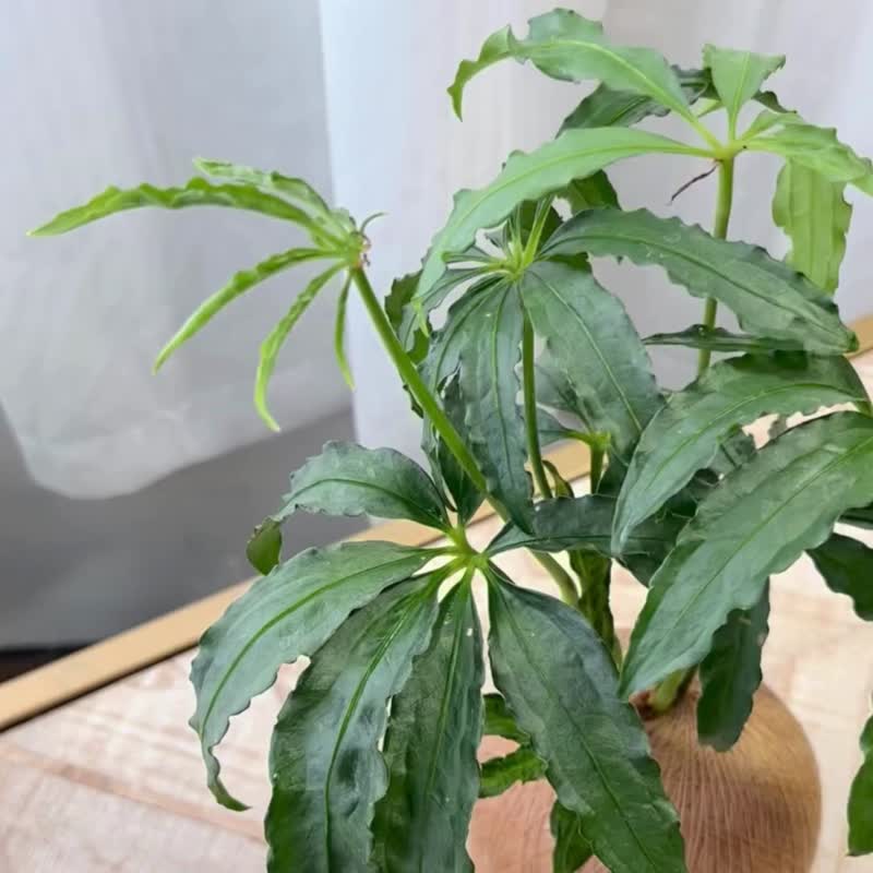 大麻葉花燭 手作植栽苔球 - 植栽/盆栽 - 植物．花 