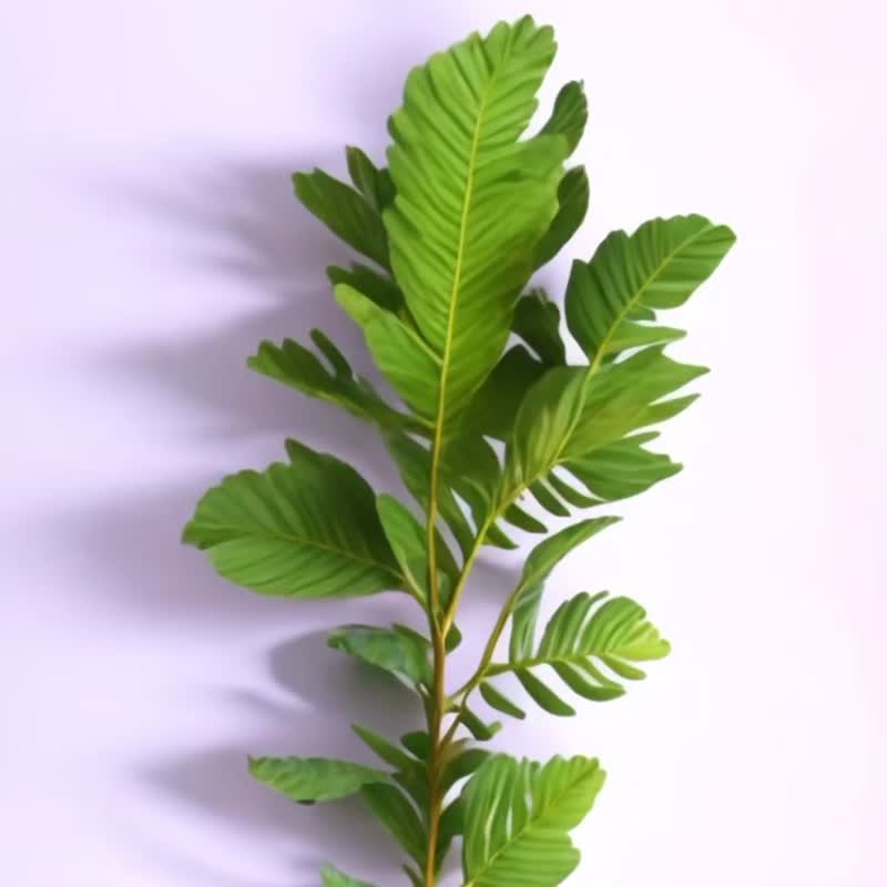 蕨色陶瓷杯墊2.0 - 崖薑蕨/和煦款 | 杯墊 吸水杯墊 陶瓷 隔熱墊 - 杯墊 - 陶 多色