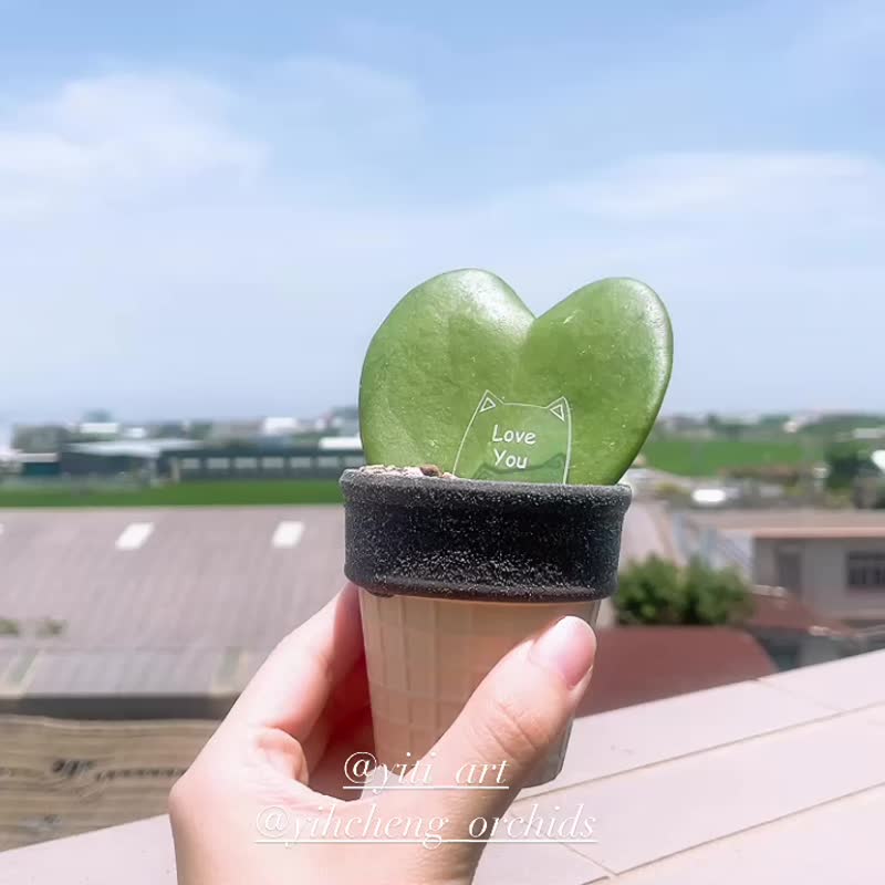 畢業禮物 婚禮小物 告白愛心毬蘭 多肉小盆栽 情人節 生日 紀念 - 植栽/盆栽 - 植物．花 綠色