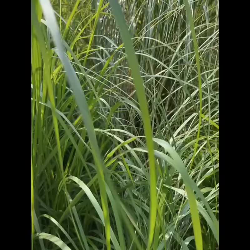 蒸汽朋克 復古 做舊 銅金屬 硬幣裝飾 牛皮印花方巾扣 領巾扣 - 其他 - 其他人造纖維 金色