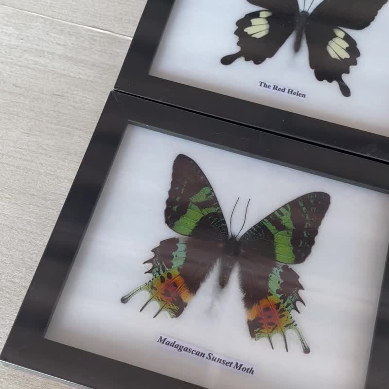Set 4 Fram Real Mix Butterfly Insect Taxidermy Display Framed Wall Mount Home De - Wall Décor - Wood 