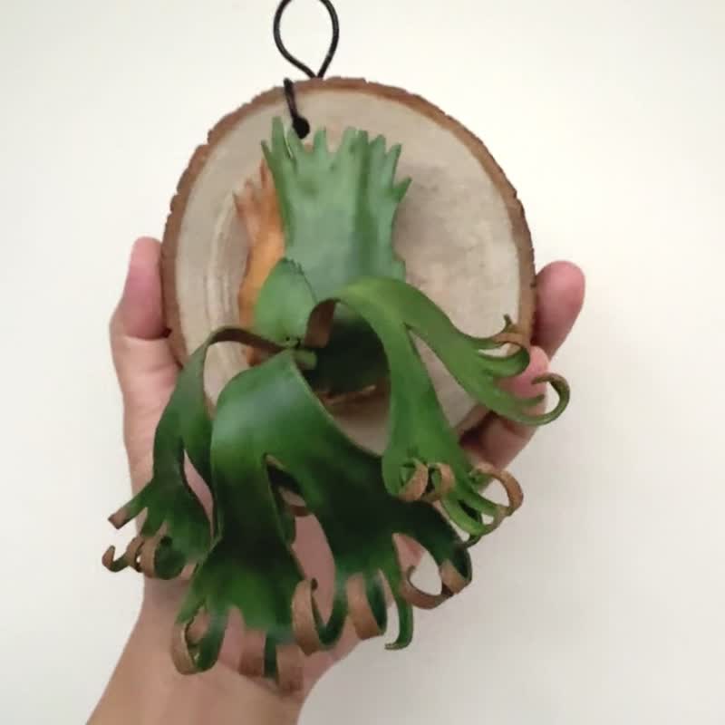 捲捲鹿皮革鹿角蕨 - 壁貼/牆壁裝飾 - 真皮 