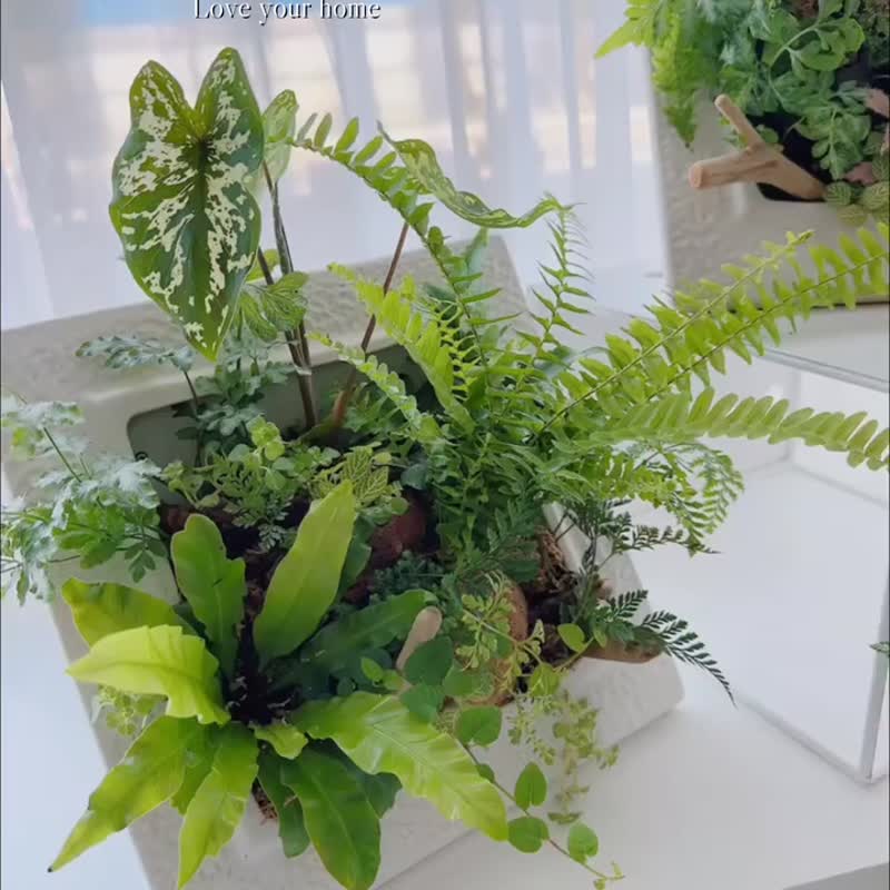 | 桃園青埔 | 企業教學 聯名合作 綠世界植物組盆DIY - 植栽/花藝 - 植物．花 