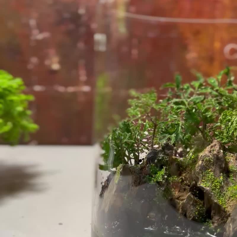 【生態缸－山海之界】微景觀 室內植栽 禮物 辦公室擺設 - 盆栽/植栽 - 玻璃 綠色