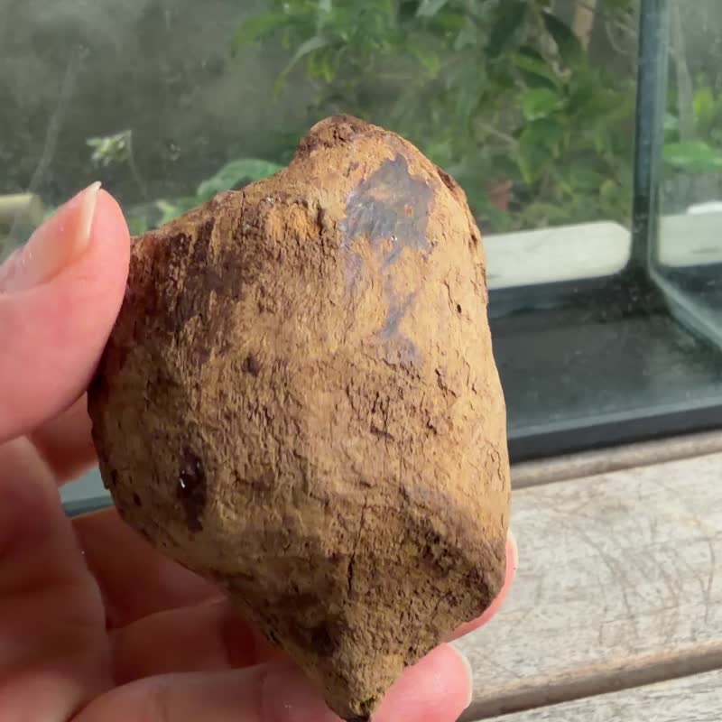 加里曼丹 野生沉香老料 148公克 沉香擺件 【沉水級】 星洲系 - 擺飾/家飾品 - 木頭 卡其色